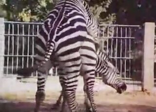 Educational sex video showing two Zebras in heat during intercourse