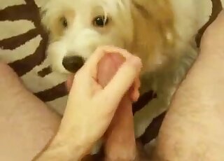 POV Maltese dog is offered master's huge cock for licking