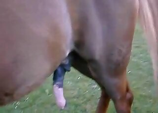 Close-up video of beautiful horse while developing giant erection