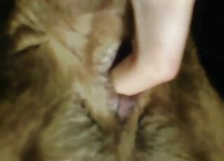 Amateur POV Labrador is awarded ass-fingering for cock sucking