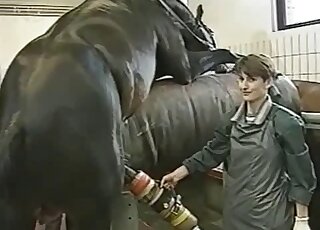 Animal doctors are draining sperm from giant horse cock