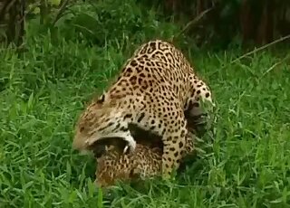 Camera is filming two big Jaguars while they try to have sex