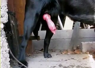 Amateur zoo porn video shows giant animal dick oozing hot sperm