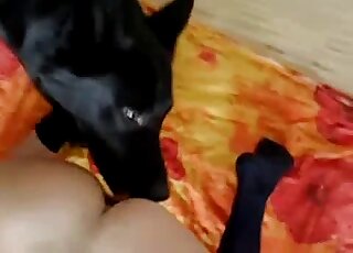 Kneeling guy gets ass licked by black dog while jerking off