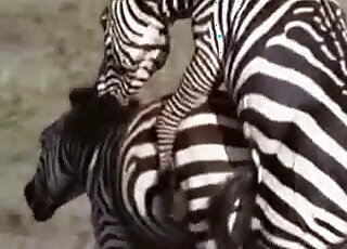 Folks on a safari caught two horny Zebras fucking in the savanna