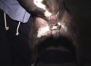 Swollen canine dick is about to pop a massive cum load