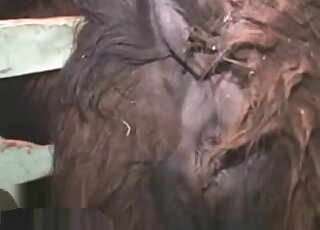 Zoophiliac loves fingering animal butt and tasting it before sex