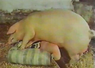 Gorgeous lady in sweater wants to get banged by a giant pig badly