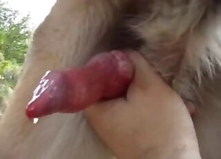 Horny dog got jerked off by the master until shooting a big cum load