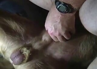 Chubby bestiality lover used dog cock for intense frotting