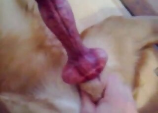 Fully erect dog dick is squirting warm sperm after jerking off help