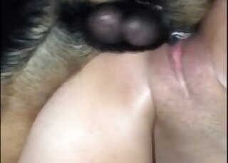 Close-up of vigorous pussy ramming treat from dog in heat