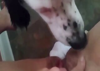 POV amateur broad moans while getting pussy licked by dog