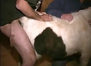 Horse gets licked and fingered by dude before banging