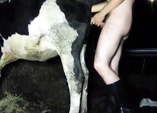 Cow gets banged by young man in black boots