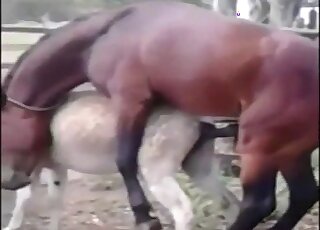 Animal gets vigorously drilled by giant horse cock on a farm