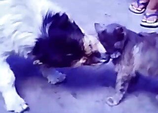 Animal sex porn - Horny Terrier is trying to pump the cat's brain out