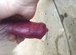 Close-up on a canine cock while it's shooting loads of cum