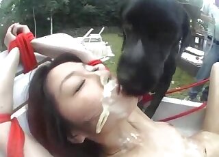 Restrained Asian brunette gets body licked by two black Labradors