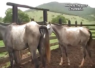 Take a look at sexual intercourse between two horses in heat