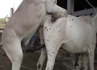 Mare has slippery wet pussy ready for massive horse cock