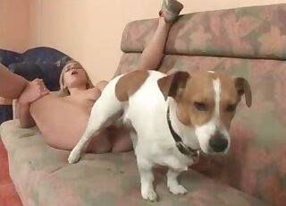 Brown spotted white dog fucks horny blonde on the couch