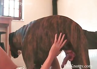 Boxer is impatient to bang his mistress doggy style way
