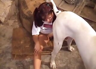 Amateur chick with pigtails is licking fully erect dog boner