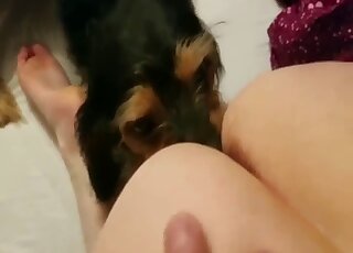Terrier is giving fantastic pussy licking to amateur teen girl