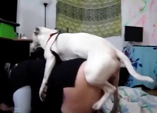 Impatient Bull Terrier gives intense cunny drilling to amateur MILF