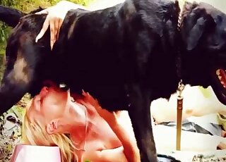 Black Labrador in heat gives blonde chick wild pounding