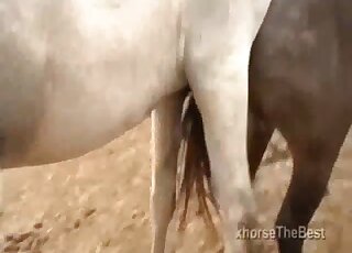 White horse stallion tries to sexually dominate black mare on a farm