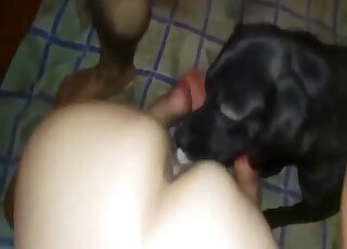 Anal banging between amateur lovers is interupted by horny pet dog