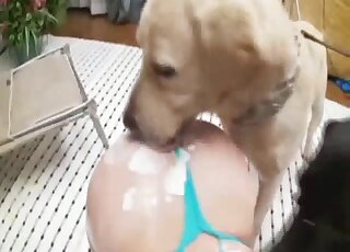 Black & white Labradors are licking cream off the cute Japanese teen
