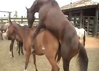 Inviting horse pussy gets rammed by stallion in heat