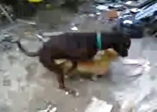 Black dog fucks a smaller animal in cat vs dog porn movie set outdoors