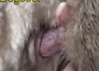 Closeup fuck movie showing intense action with a furry animal pussy