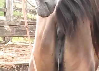 White stallion decides to fuck a brown mare in an outdoor movie