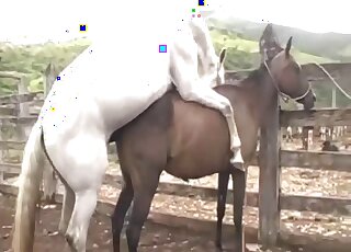 White stallion decides to fuck a brown mare in an outdoor movie
