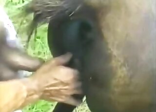 Brown mare's pussy is going to get banged by fully naked Latino guy