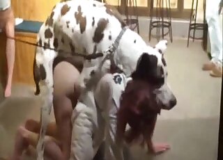 Asian gets ass licked before sex in brutal home zoophilia