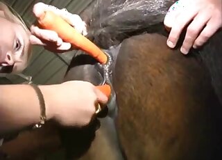 Nude sluts try brutal perversions with the horse in amateur scenes