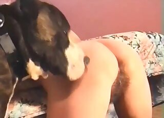 Blonde with with hairy pussy leaves the dog work her clit and ass