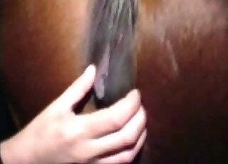 Horny male licks horse's wet cunt after a harsh fist fuck