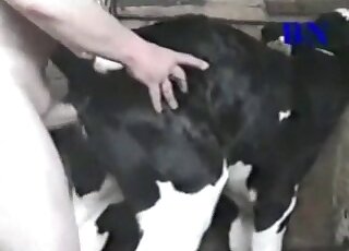 Dude enjoys fucking a cow and cums all over it in the end of zoo porn