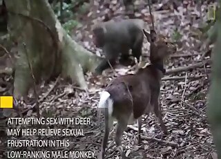 Monkey tries to fuck baby deer while zoo porn lover filming the scene