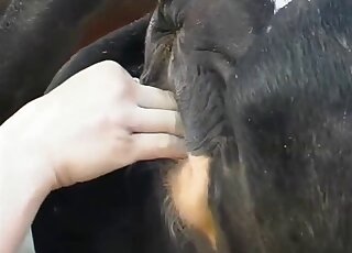 Naked bitch fist fucks cow and shares animal perversions in great angles