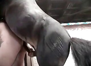 Zoophile enjoys receiving hard shaft of a horse inside his ass