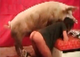 Nasty zoophile gets fucked by a big fat pig during XXX zoo porn