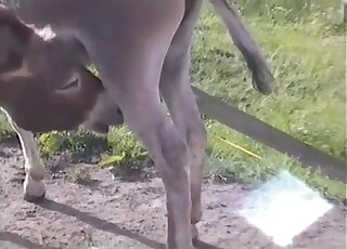 Guy filming donkey's huge dick and feeling horny to taste it